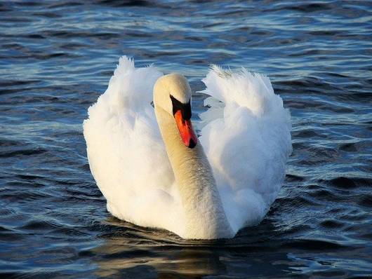 Cygne